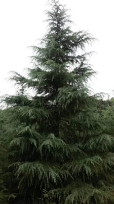 ����ѩ��2��ѩ��-2.5��ѩ��-3��ѩ��-ѩ�Ɉ�r