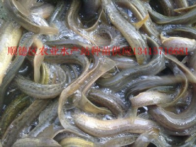 臺灣泥鰍、臺灣泥鰍苗、臺灣泥鰍成品