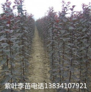 2公分紫葉李樹(shù)苗-3公分紫葉李樹(shù)苗